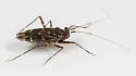 Cylapus tenuicornis - photo 4