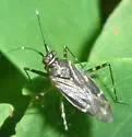 Cylapus tenuicornis - photo 5