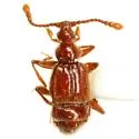 Cylindrarctus crinifer - Cylindrarctus crinifer