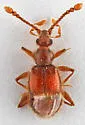 Cylindrarctus crinifer - photo 2