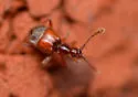 Cylindrarctus crinifer - photo 3