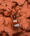 Cylindrarctus crinifer - photo 4