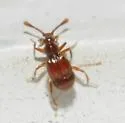 Cylindrarctus crinifer - photo 5