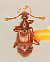Cylindrarctus longipalpis