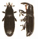Cylindridia prolixa - Cylindridia prolixa