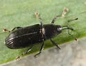 Cylindridia prolixa - photo 2