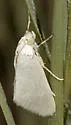 Cylindrifrons succandidalis - Hodges#4924