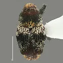 Cylindrocopturinus pictus - photo 2