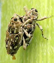 Sunflower Stem Weevil