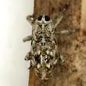Sunflower Stem Weevil - photo 2