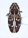Sunflower Stem Weevil - photo 3