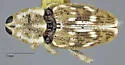 Sunflower Stem Weevil - photo 4