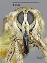 Sunflower Stem Weevil - photo 5