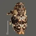 Cylindrocopturus armatus