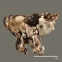 Cylindrocopturus armatus - photo 2