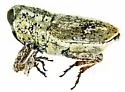 Cylindrocopturus cretaceus