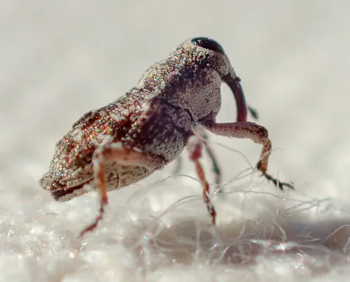 Cylindrocopturus dehiscens