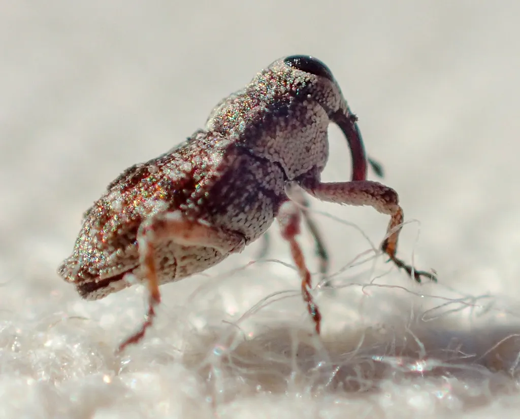 Cylindrocopturus dehiscens - photo 2