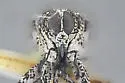 Cylindrocopturus deleoni - photo 3