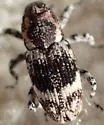 Pine Reproduction Weevil