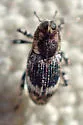 Pine Reproduction Weevil - photo 2