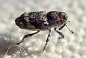 Pine Reproduction Weevil - photo 3