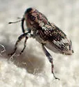 Pine Reproduction Weevil - photo 4