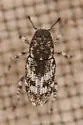 Pine Reproduction Weevil - photo 5