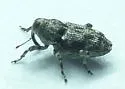 Cylindrocopturus furnissi - photo 2