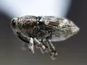 Cylindrocopturus furnissi - photo 4