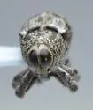 Cylindrocopturus furnissi - photo 5