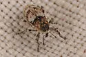 Cylindrocopturus longulus-group-possibly-unnamed - photo 2
