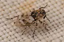 Cylindrocopturus longulus-group-possibly-unnamed - photo 3