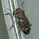 Cylindrocopturus longulus