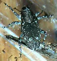 Cylindrocopturus longulus - photo 2