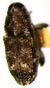 Cylindrocopturus longulus - photo 3