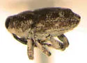Cylindrocopturus longulus - photo 4