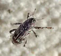 Cylindrocopturus longulus - photo 5