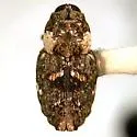 Cylindrocopturus mammillatus - Cylindrocopturus mammillatus