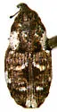 Cylindrocopturus mammillatus - photo 2