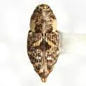 Cylindrocopturus mammillatus - photo 3