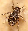 Cylindrocopturus mammillatus - photo 4