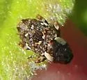 Cylindrocopturus mammillatus - photo 5