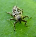 Cylindrocopturus mediinotus - Cylindrocopturus mediinotus
