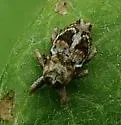 Cylindrocopturus mediinotus - photo 2