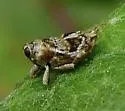 Cylindrocopturus mediinotus - photo 3
