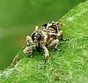 Cylindrocopturus mediinotus - photo 4