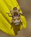 Cylindrocopturus mediinotus - photo 5