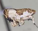 Cylindrocopturus munitus - Cylindrocopturus munitus