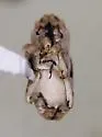 Cylindrocopturus munitus - photo 2